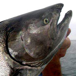 fishing lake simcoe