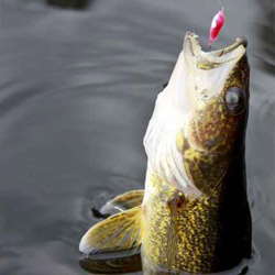 lake simcoe jumbo perch
